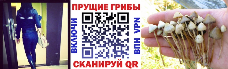 Галлюциногенные грибы ЛСД  Цивильск 